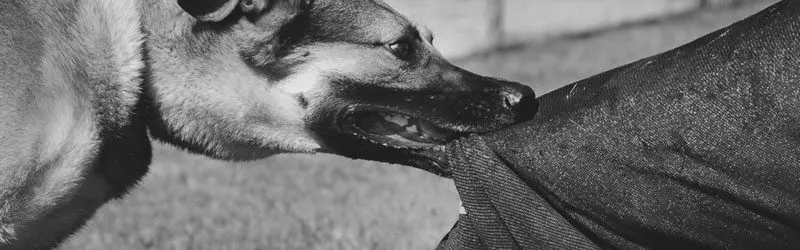 A dog with its mouth open chewing on something.